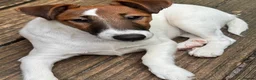 Fox Terrier dogs for sale: Pickle  in Braintree - Advert 2