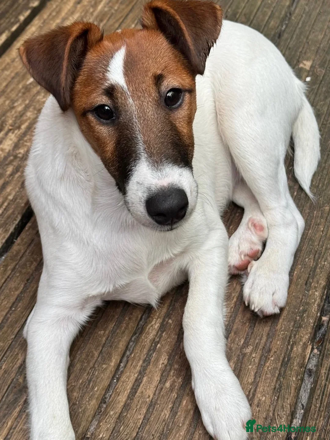 Fox Terrier dogs for sale: Pickle  in Braintree - Advert 2
