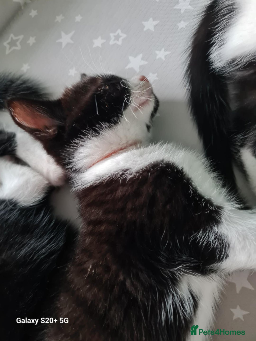 Mixed Breed cats for sale: 3 female kittens 1 male - Image 10
