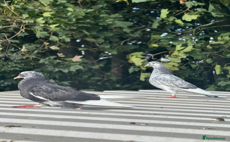 Pigeons birds - Advert 1