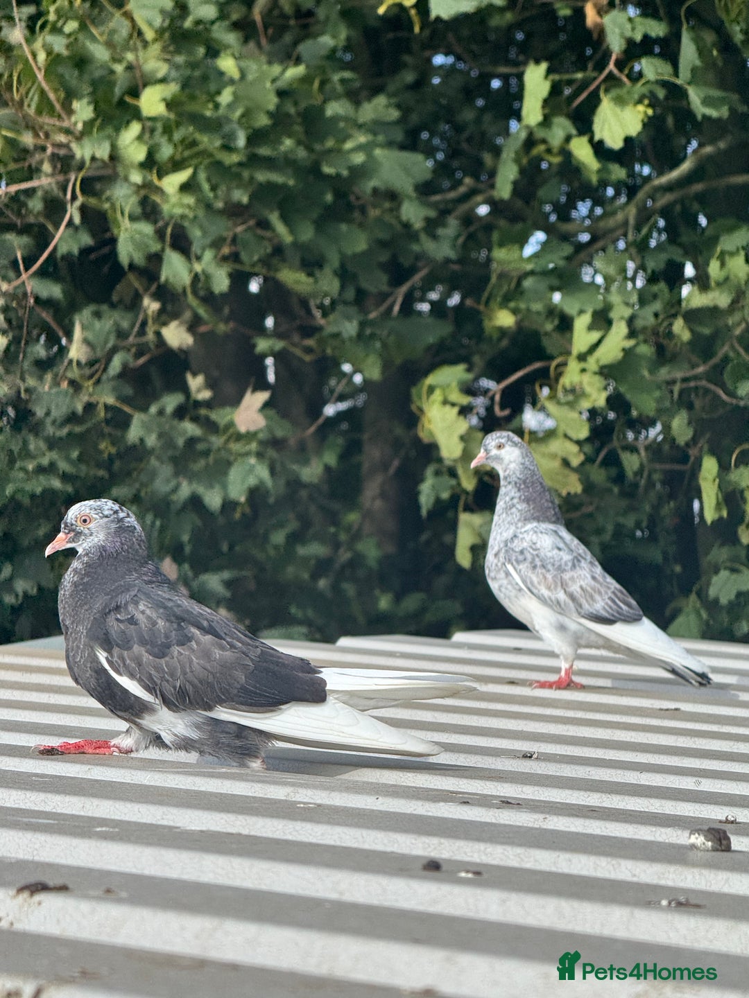 Pigeons birds for sale: Roller pigeons  - Image 1