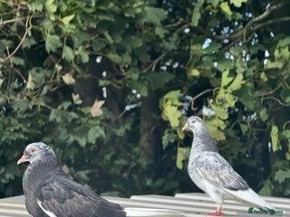 Pigeons birds - Advert 10