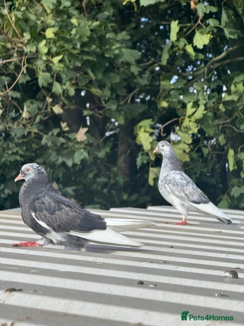 Pigeons birds - Advert 2