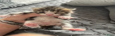 Mixed Breed Kitten 4