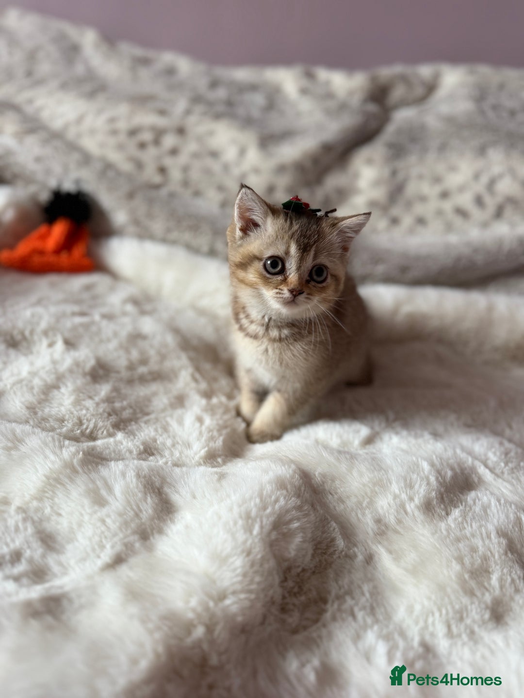 British Shorthair cats for sale: Quality British Shorthair kittens  - Image 4