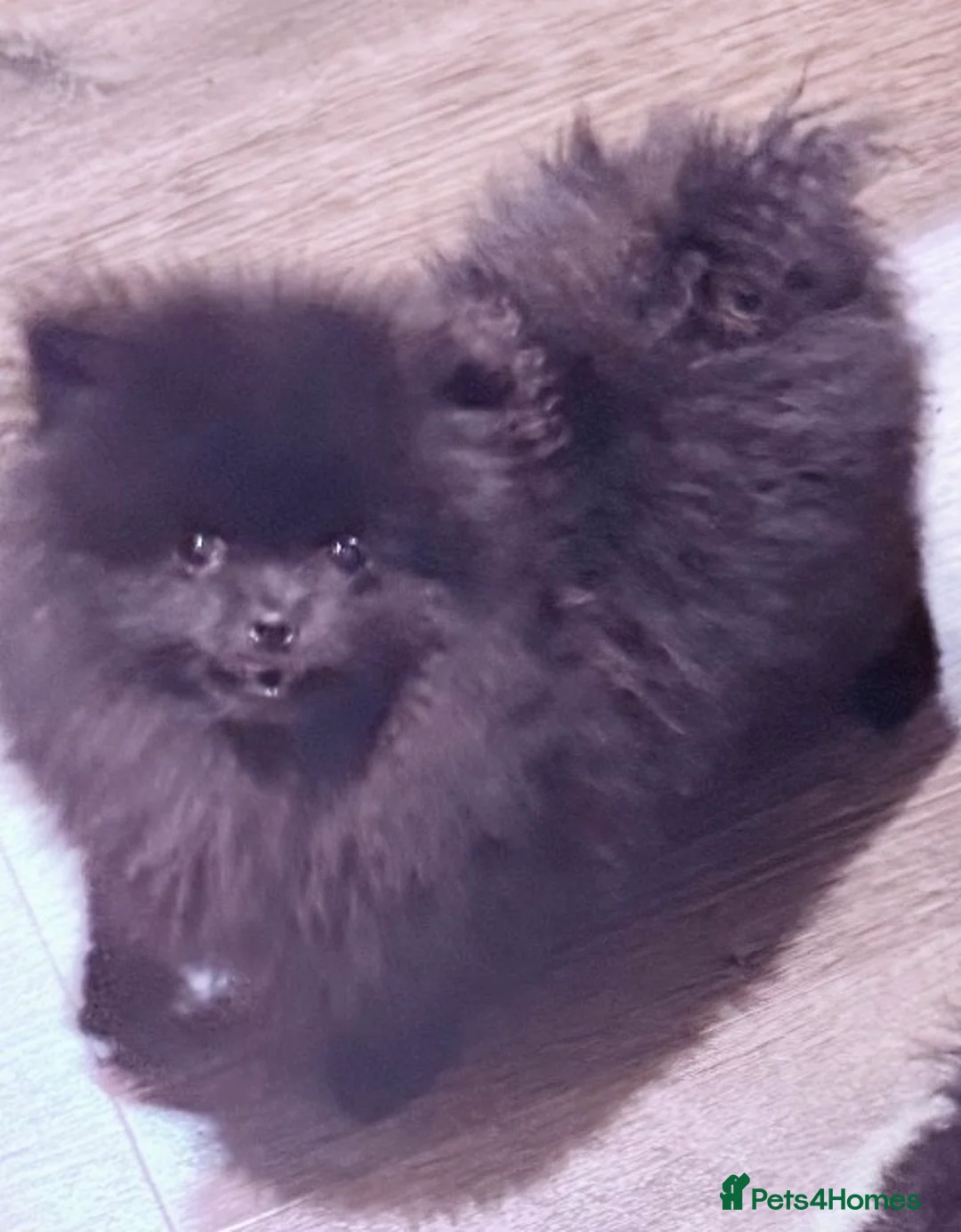 Pomeranian dogs for sale: Beautiful Black Pomeranians for Sale  - Advert 3