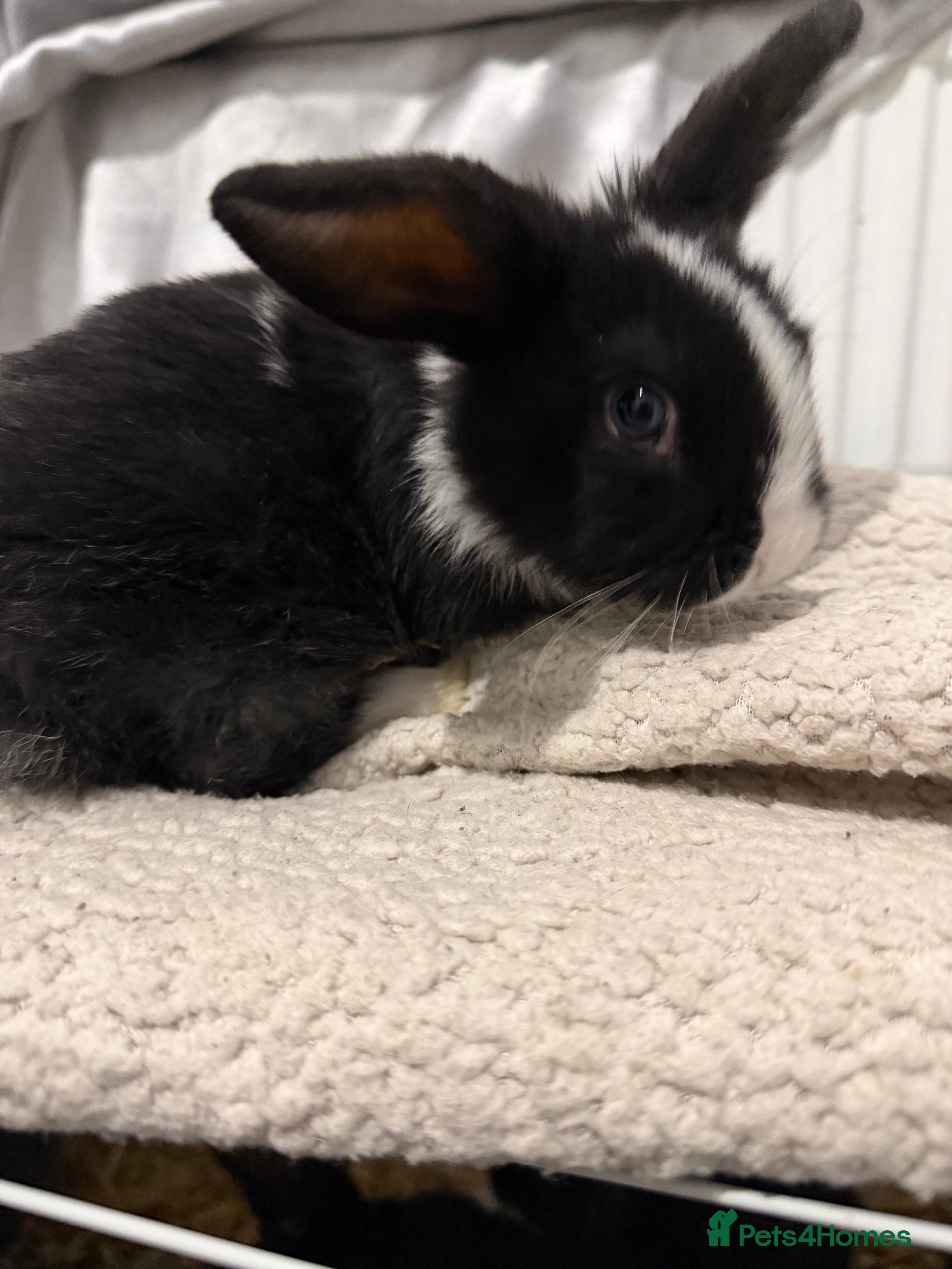 English Lop rabbits Lop rabbits for sale  - Advert 10