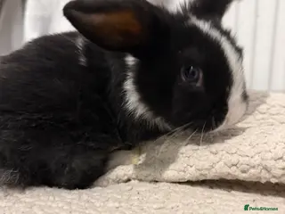 English Lop rabbits Lop rabbits for sale - Advert 10