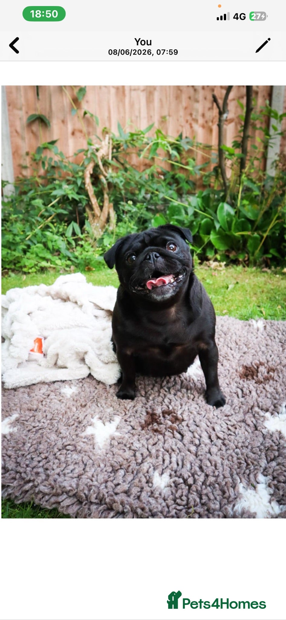 Pug dogs KC Registered Pug Puppies - Advert 1