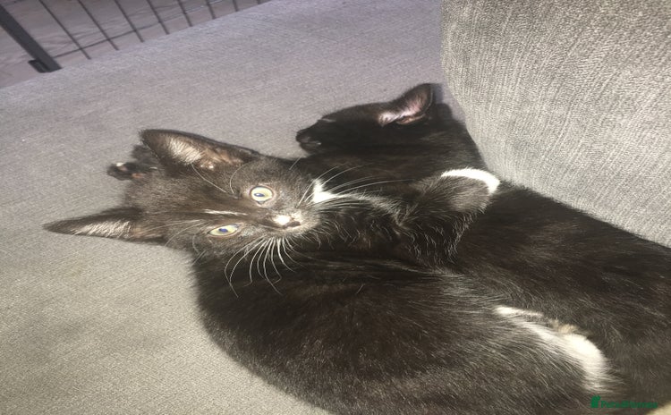 Mixed Breed cats for sale - Advert 1
