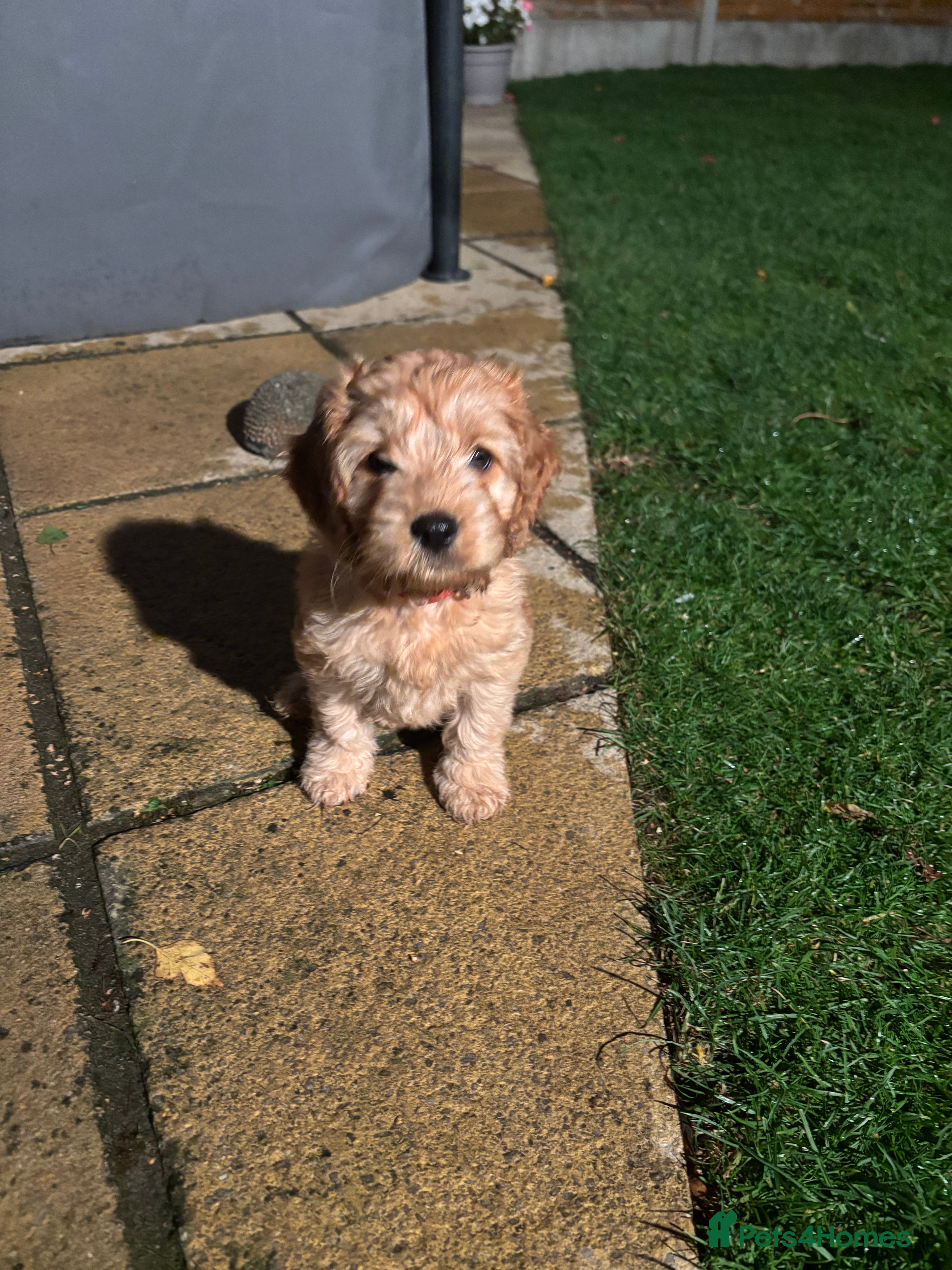 Cockapoo dogs ⭐ F1b cockapoo puppies - Advert 2