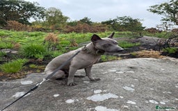 Thai Ridgeback dogs for sale: 12 month old Thai Ridgeback  - Image 4
