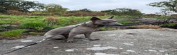 Thai Ridgeback dogs for sale: 14 month old Thai Ridgeback  - Advert 4