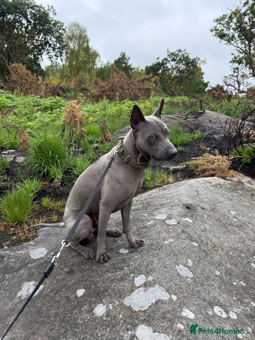 Thai Ridgeback dogs for sale: 12 month old Thai Ridgeback  - Image 4