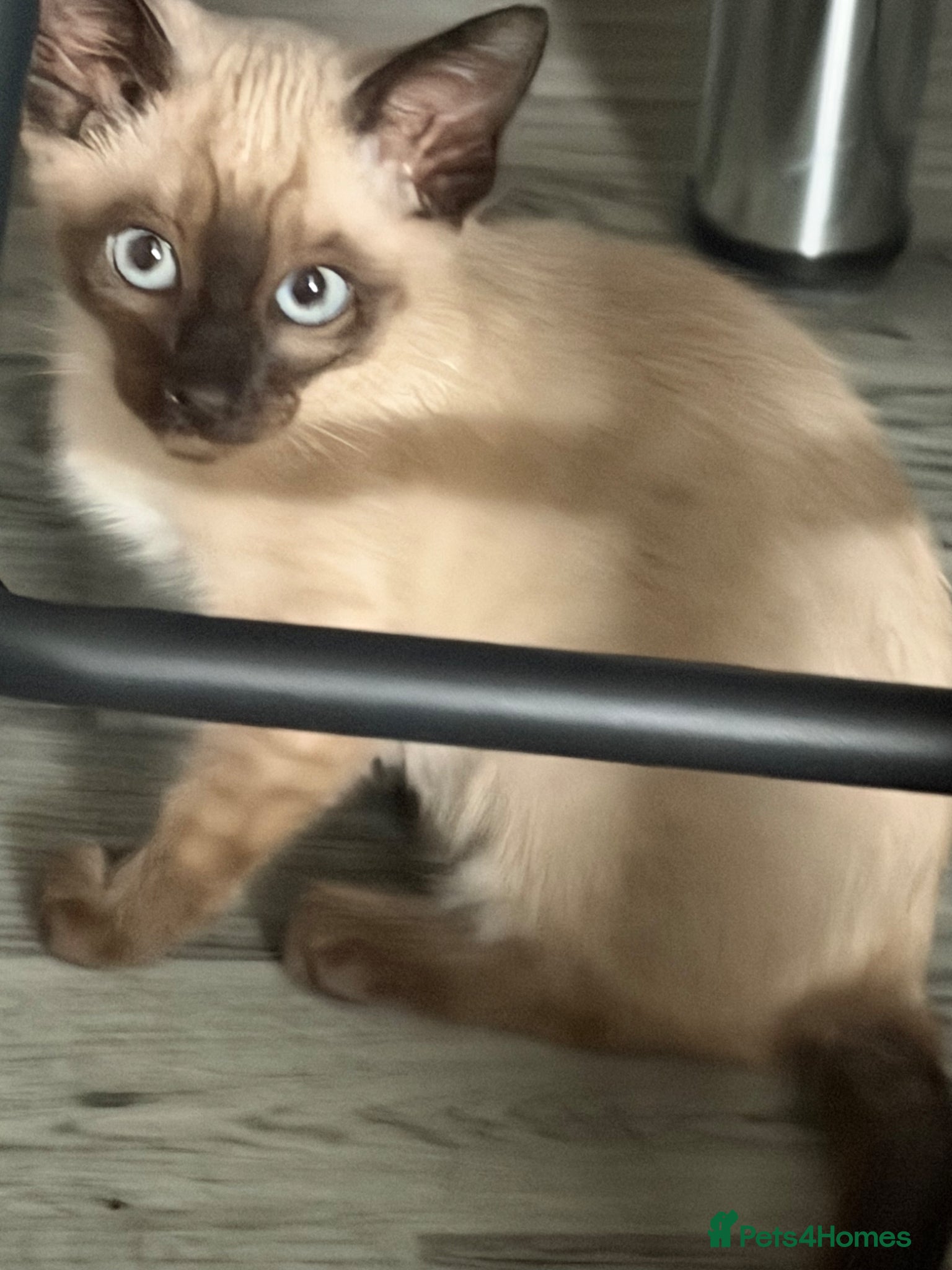 Siamese cats Siamese female kitten (chocolate point) - Advert 5