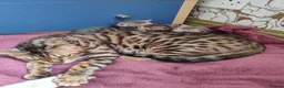 Bengal cats for sale: Bengal kittens  - Advert 2