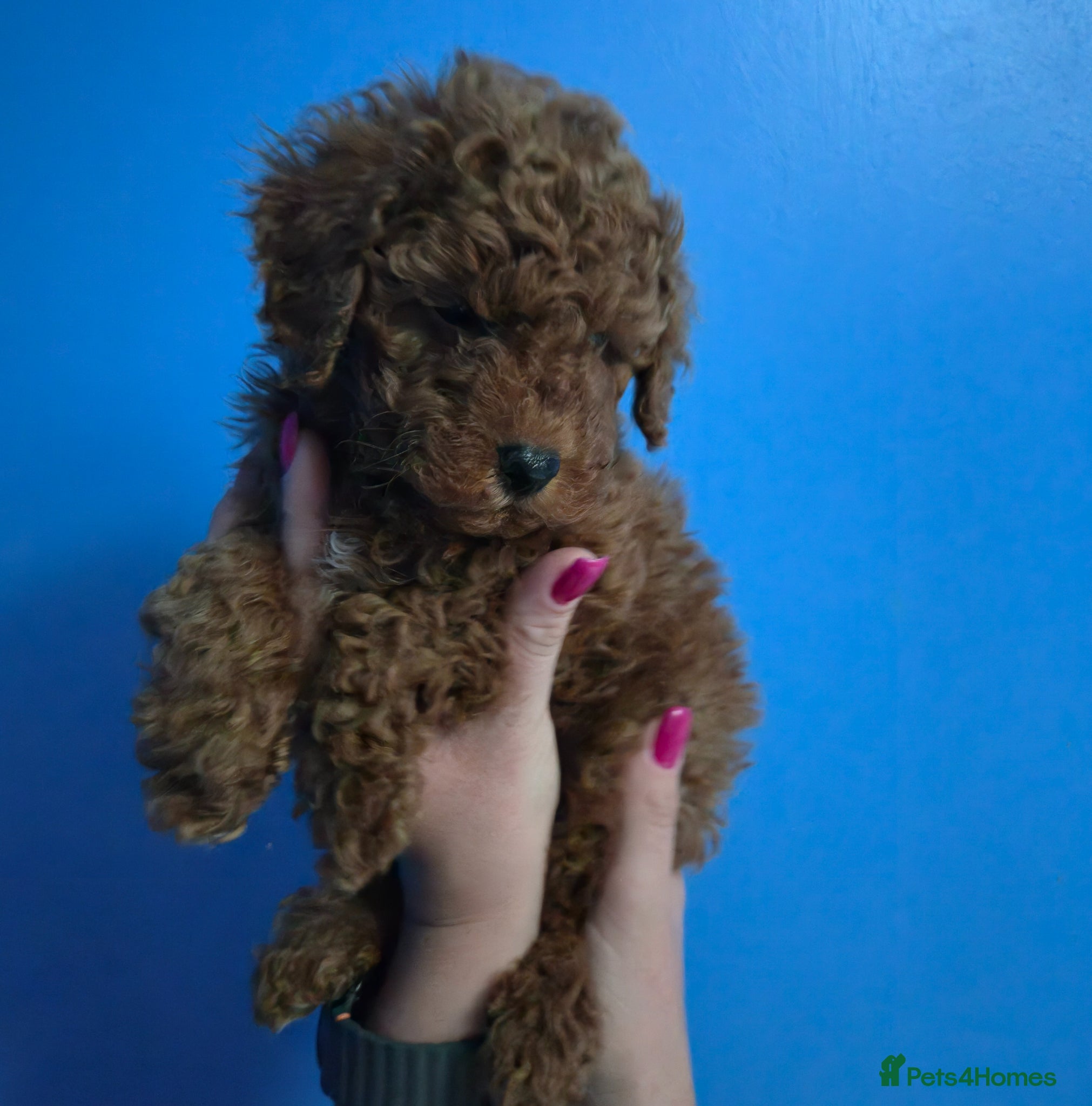 Mixed Breed dogs Toy Poodle crossbreed Miniature Poodle PUPPY-RED - Advert 13