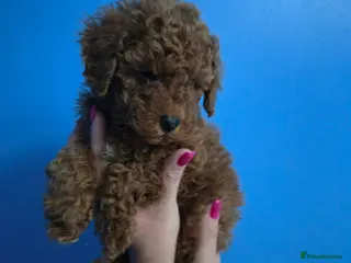 Mixed Breed dogs Toy Poodle crossbreed Miniature Poodle PUPPY-RED - Advert 13