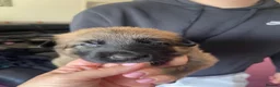 Belgian Shepherd Dog dogs for sale: Stunning Belgian Malinois puppies  - Advert 14