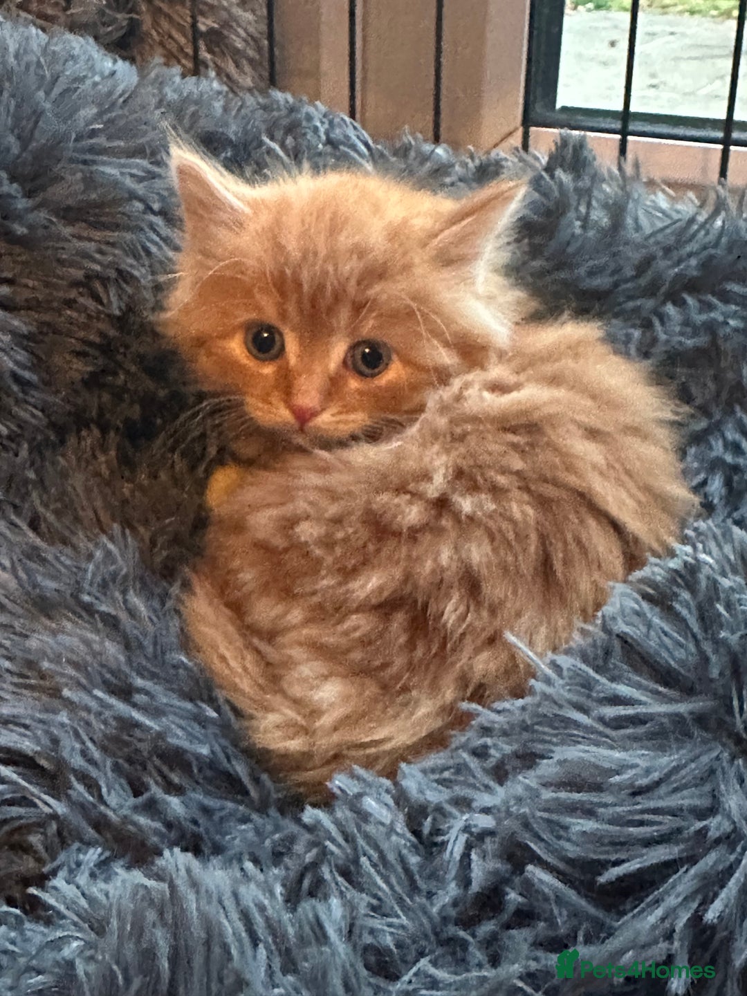 Mixed Breed cats for sale: Stunning fluffy and short haired ready now  - Image 1