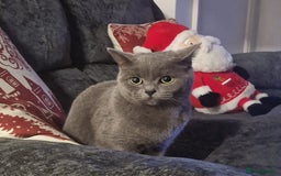 British Shorthair cats for sale: British Shorthair Cats for sale - Image 23