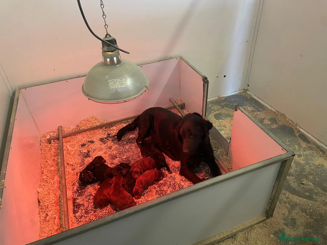 Springador dogs for sale: Lovely Springador Puppies - Advert 10