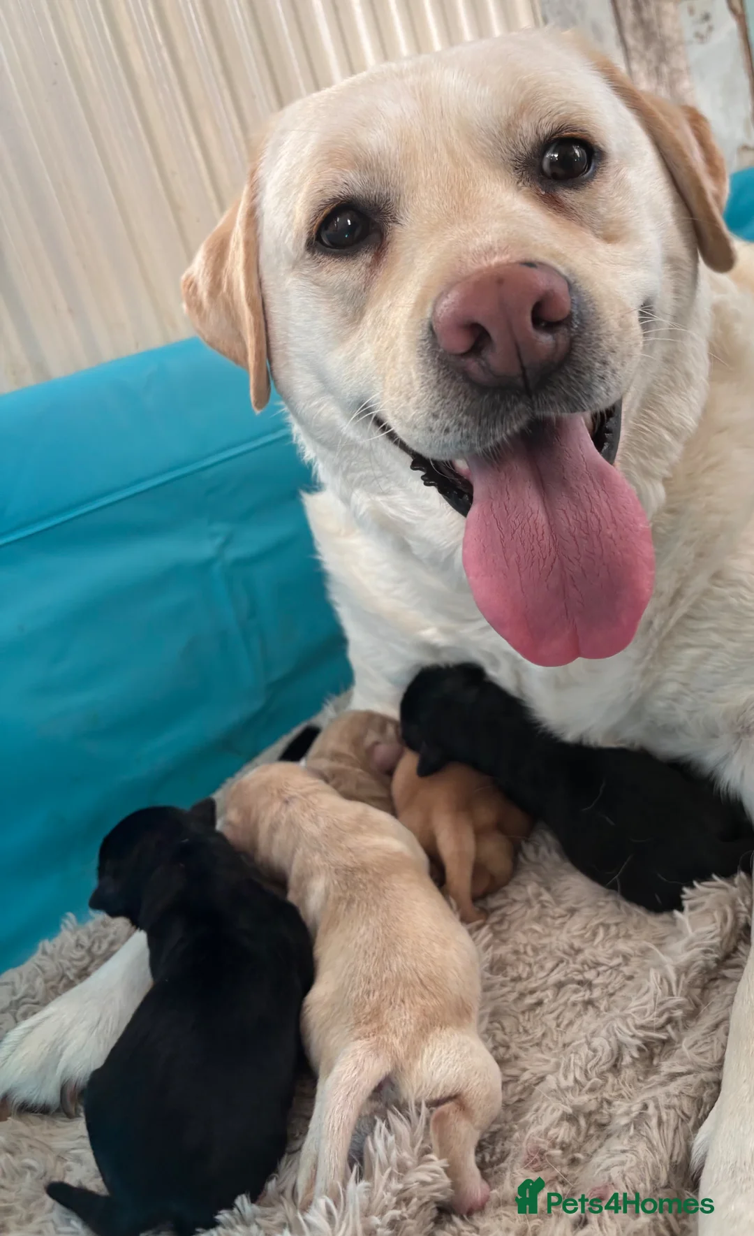 Labrador Retriever dogs for sale: Beautiful second (and final) litter from Luna in Chorley - Advert 1