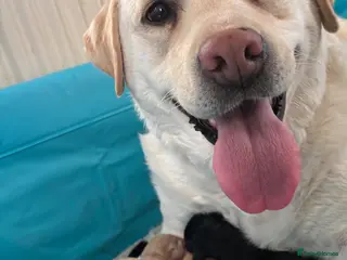 Labrador Retriever dogs Beautiful second (and final) litter from Luna - Advert 8