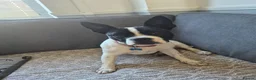 Mixed Breed dogs for sale: 9 month old French bull x Staffordshire bull - Advert 3
