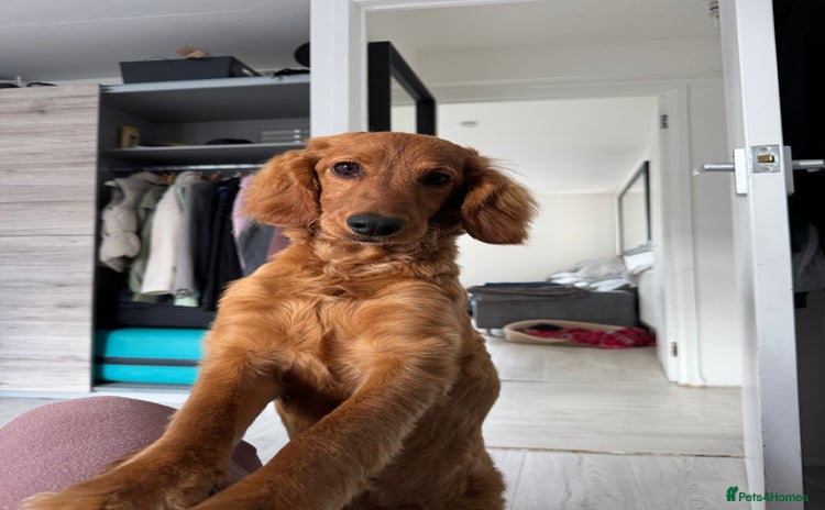Mixed Breed dogs - Advert 15