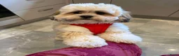 Lhasa Apso dogs for stud: STUD ONLY  - Advert 7