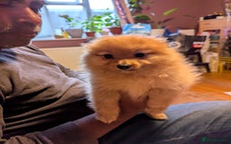 Pomeranian dogs for sale: 2 LEFT!! Purebred Cute fluffy Pomeranian Puppies! - Image 10