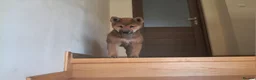 Japanese Shiba Inu dogs for sale: Pure Breed Japanese Shiba Inu Puppies  in Goole - Advert 14