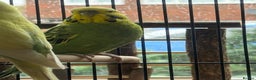 Budgerigars birds for sale: 🌈 Beautiful Budgies Looking for Loving Homes 🌈 - Advert 4