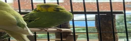 Budgerigars birds for sale: 🌈 Beautiful Budgies Looking for Loving Homes 🌈 - Advert 4
