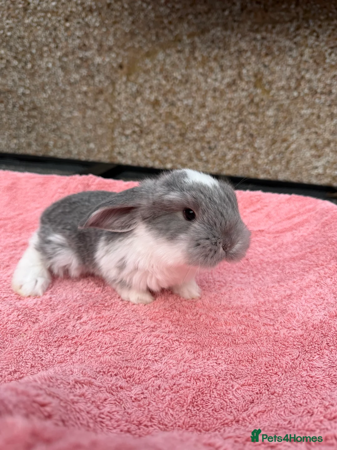 French Lop rabbits for sale: French lops  - Advert 12