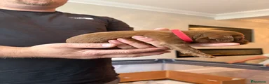 Cockapoo 2