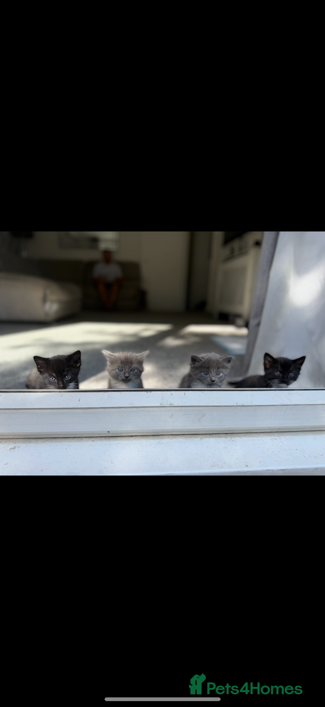 Domestic Shorthair cats for sale: 7 weeks old  - Image 1