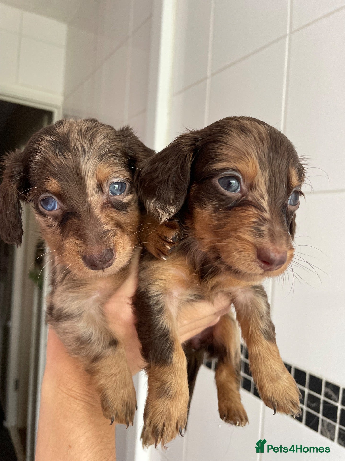 Miniature Dachshund dogs Fluffy miniature dachshund  - Advert 1