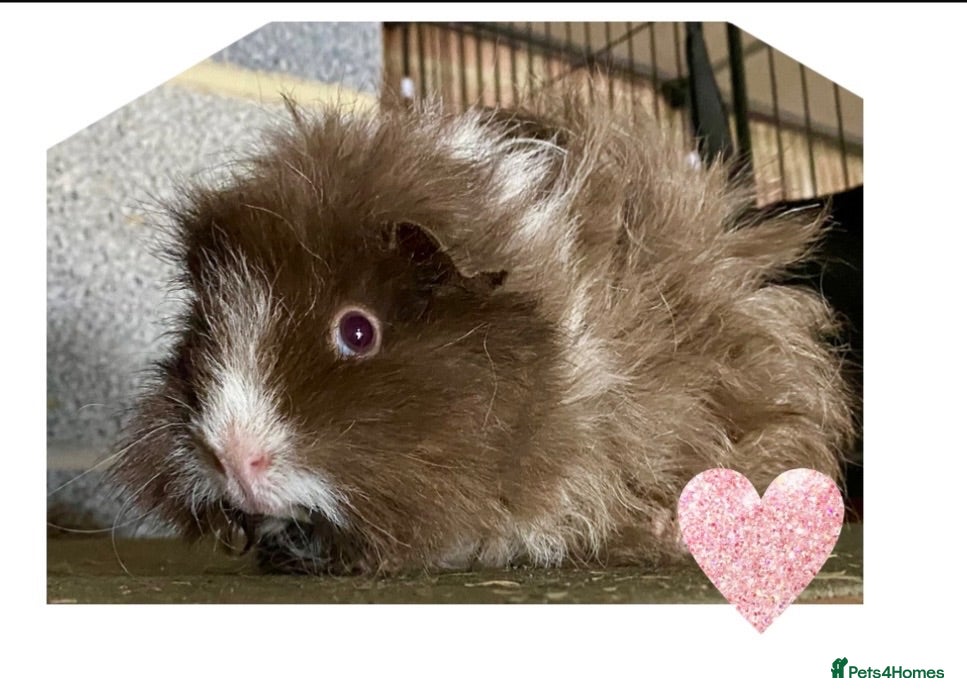 Guinea Pig rodents Pedigree Lunkarya Guinea pigs  - Advert 2
