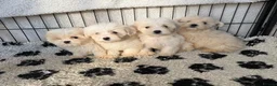 Mixed Breed dogs for sale: Cotonoodle pups ready now  - Advert 6