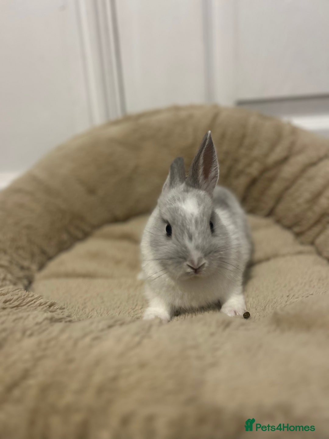 Netherland Dwarf rabbits for sale: 2 boys and 1 girl neverland dwarf rabbits  - Advert 2