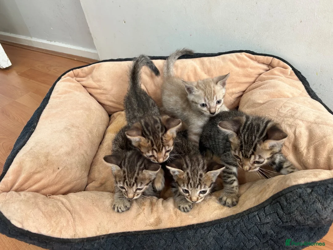 Bengal cats for sale: Puer bengal  - Advert 5