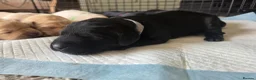 Labrador Retriever dogs for sale: Beautiful litter kc registered labradors  - Advert 3