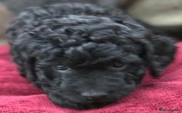 Cockapoo dogs for sale: F1 Cockapoo's - Image 37