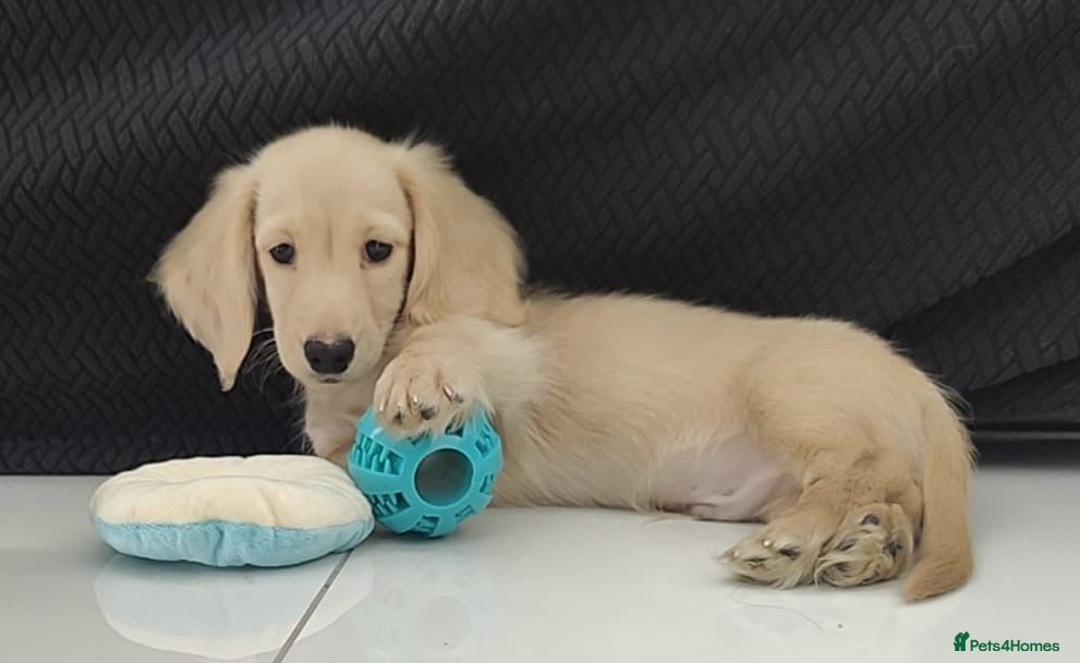 Miniature Dachshund dogs Reduced - KC reg Cream miniature Dachshund puppy - Advert 1