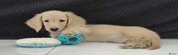 Miniature Dachshund dogs for sale: Reduced - KC reg Cream miniature Dachshund puppy - Advert 1