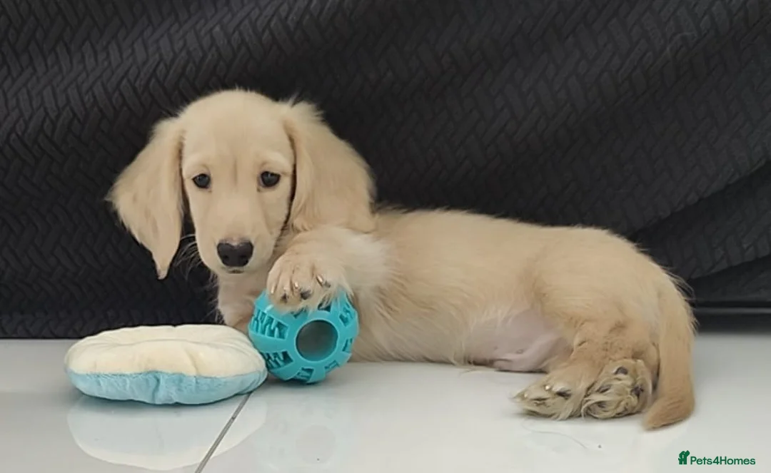 Miniature Dachshund dogs for sale: Reduced - KC reg Cream miniature Dachshund puppy - Advert 1