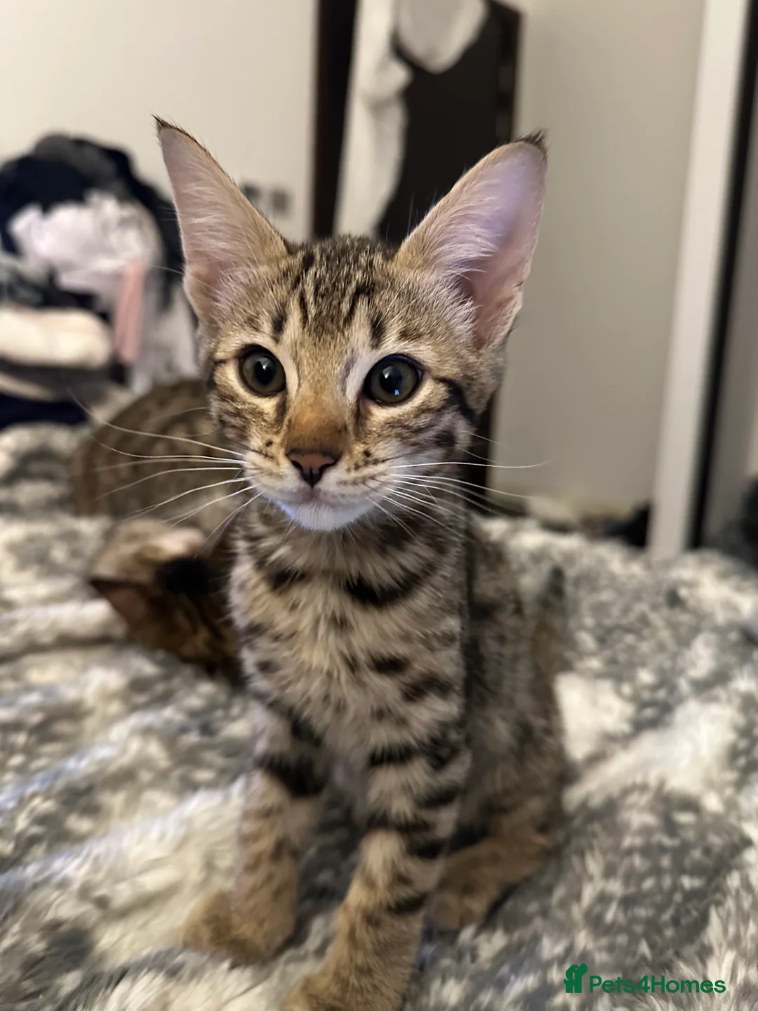 Savannah cats for sale: Savannah X Bengal sepia kittens  - Advert 4