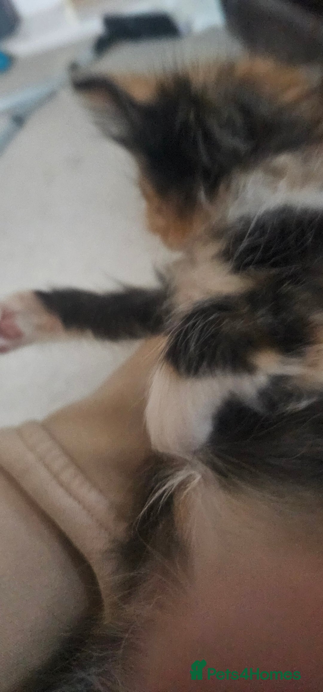 Mixed Breed cats for sale: Maine coon crossed ragdoll kitten female  - Advert 5